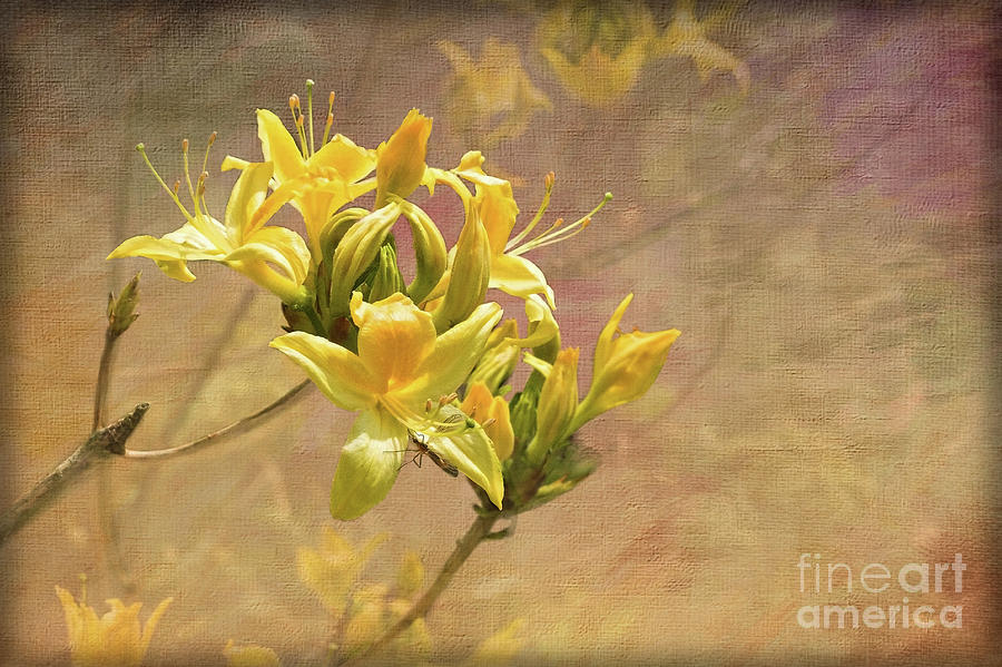 Yellow Digital Art - Rhododendron Luteum by Liz Alderdice Yellow Digital Art - Rhododendron Luteum by Liz Alderdice