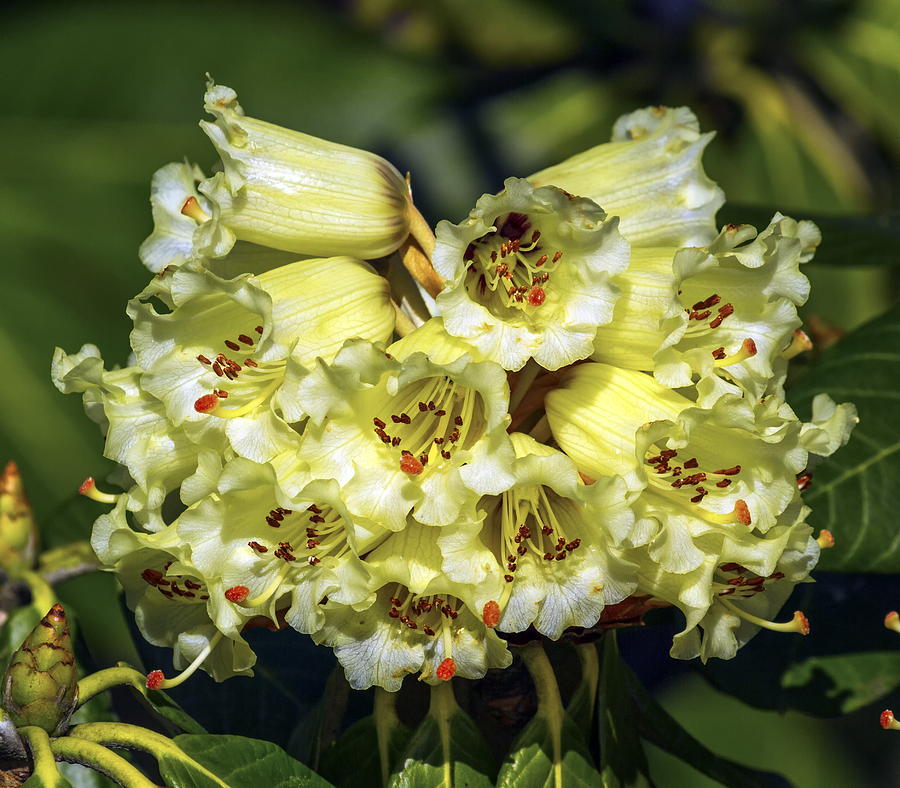 Rhododendron macabeanum flowers Photograph by Elenarts - Elena Duvernay photo