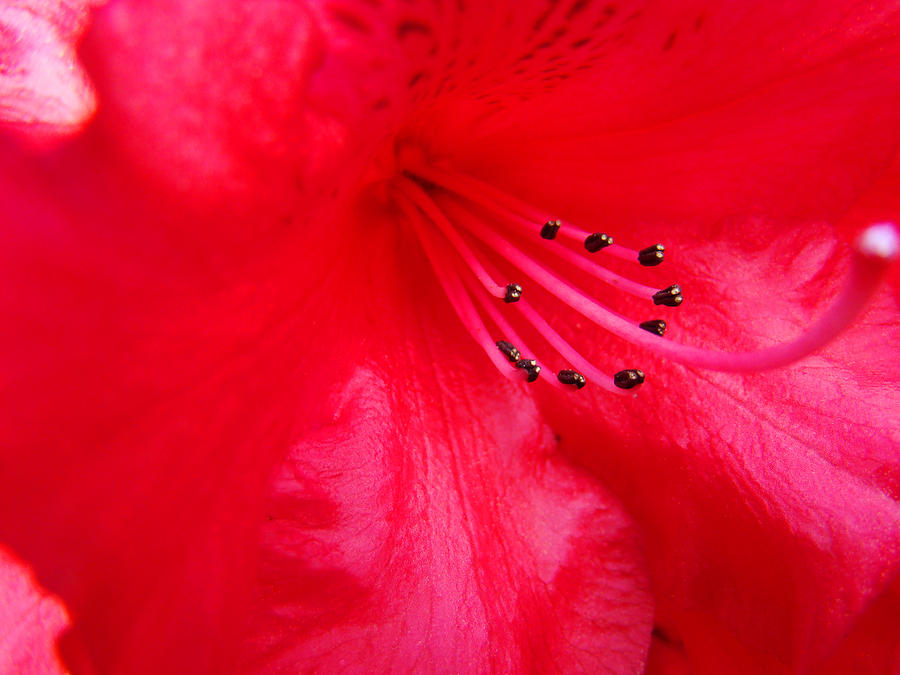 Flower Photograph - Rhododendron Macro Red Rhodie art print Baslee Troutman by Patti Baslee