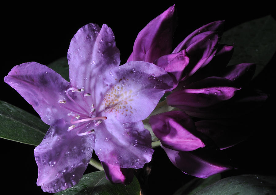 Rhododendron Photograph by Mark Fuller