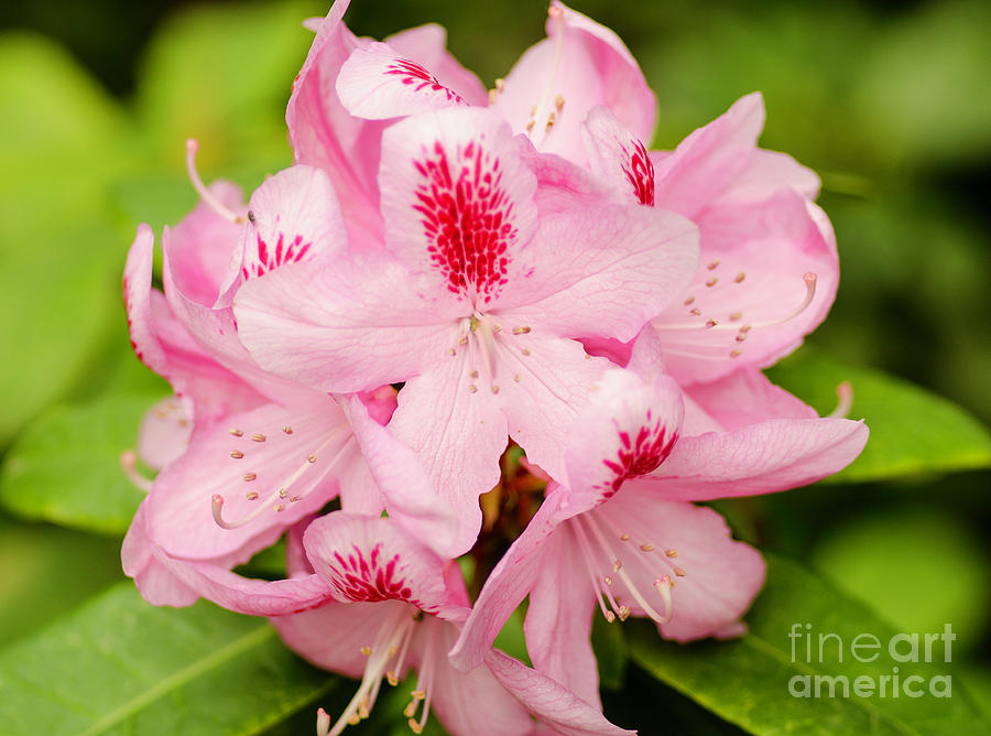 Rhododendron  Photograph by Nick Boren