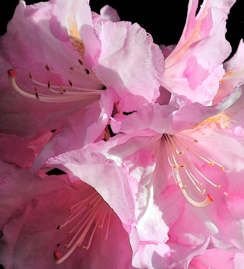 Flower Photograph - Rhododendron on Black by Jodie Marie Anne Richardson Traugott          aka jm-ART