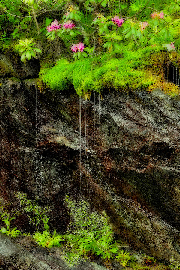 Rhododendron on Wet Cliff Blue Ridge Photograph by Dan Carmichael