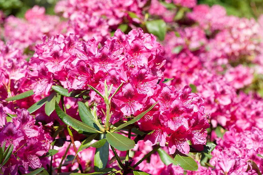 Rhododendron or Azalea blossoms bunch Photograph by Arletta Cwalina ...