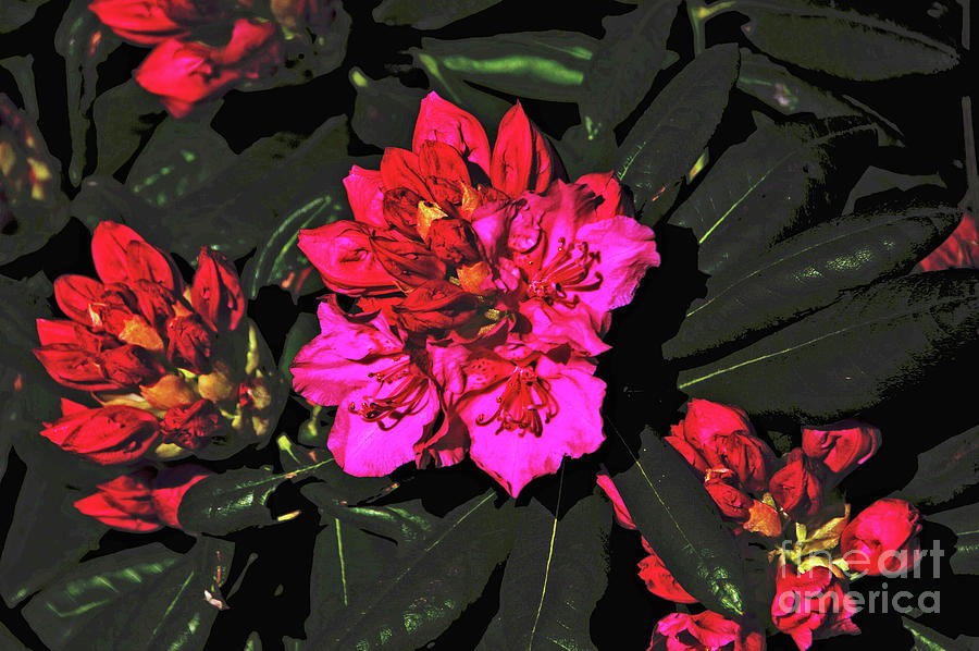 Rhododendron Pinks and Reds  Photograph by David Frederick