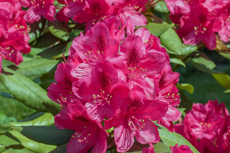 Rhododendron Red Flower Photograph