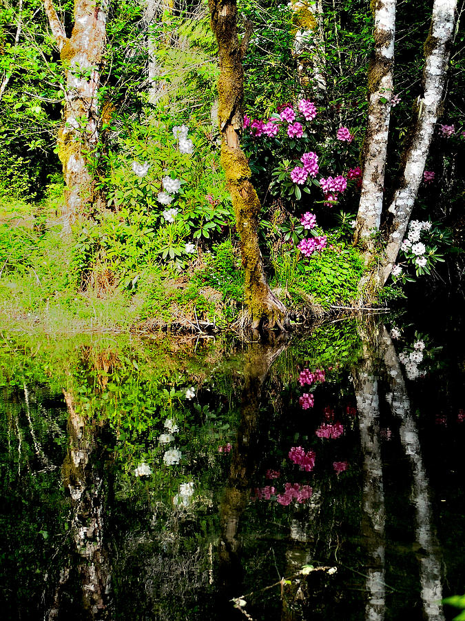 Rhododendron Reflection Photograph by Tranquil Light Photography