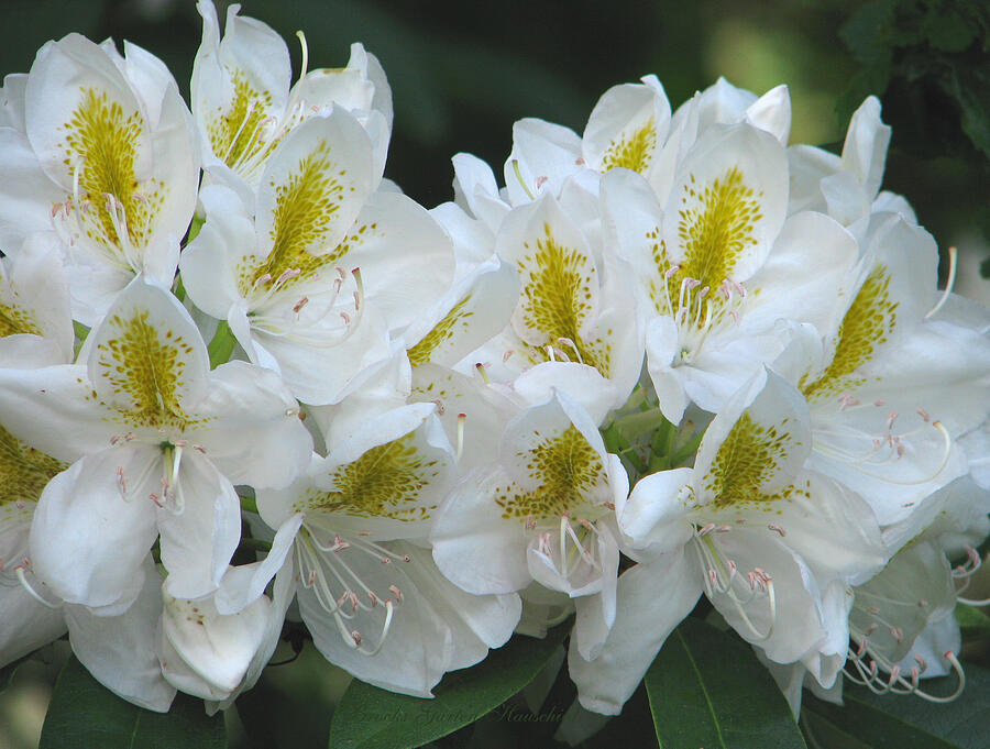 Rhododendron Rhapsody in White - Springtime in the Garden - Floral Art Photograph by Brooks Garten Hauschild