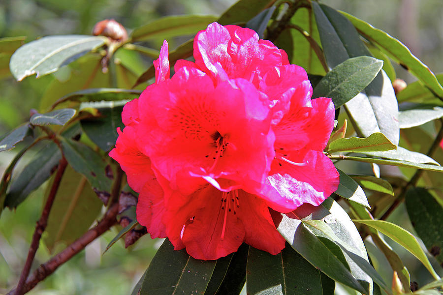 Rhododendron Photograph by Richard Krebs