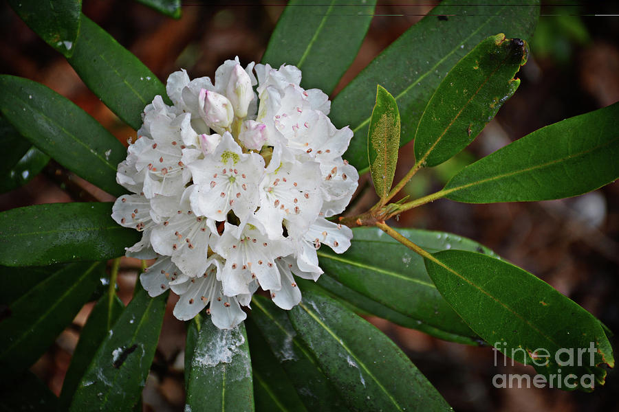 Rhododendron  Photograph by FineArtRoyal Joshua Mimbs