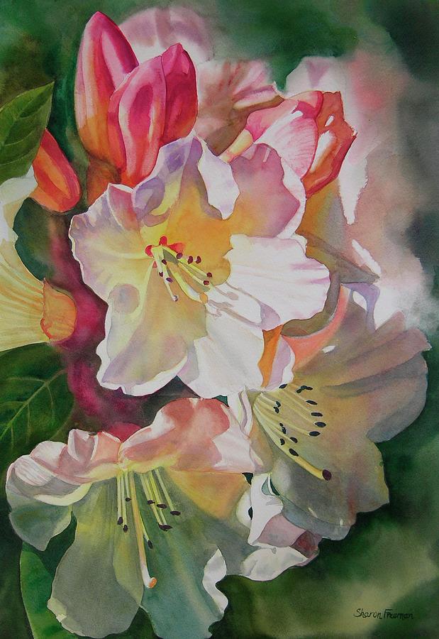 Flower Painting - Rhododendron Shadows by Sharon Freeman
