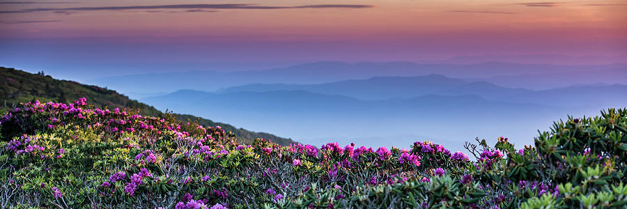 Rhododendron Stretch Out into Sunrise Photograph by Kelly VanDellen
