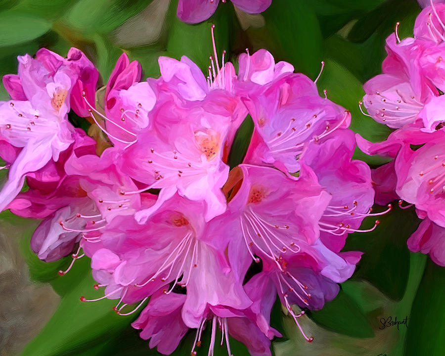 Rhododendron Painting by Sue  Brehant