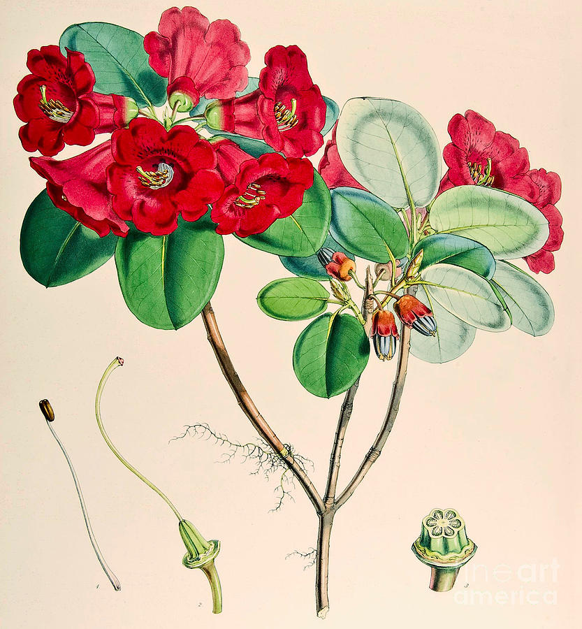 Rhododendron thomsonii Painting by Joseph Dalton Hooker
