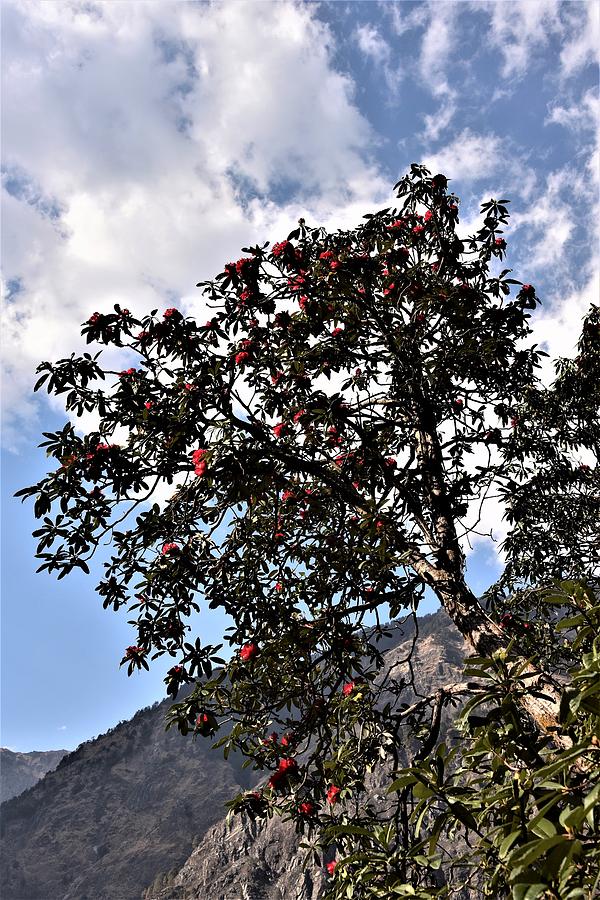 Rhododendron Tree - Himalayas Photograph by Kim Bemis