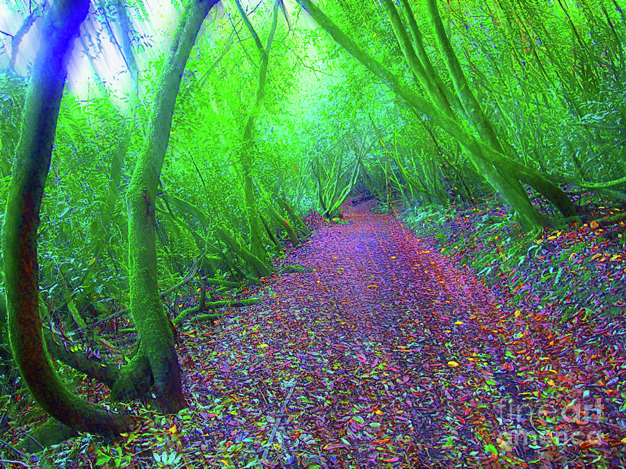 Tree Photograph - Rhododendron Tunnel by Mark Haynes