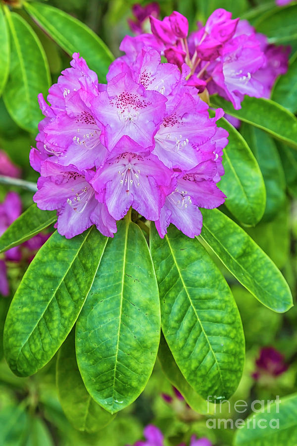 Rhododendron Photograph