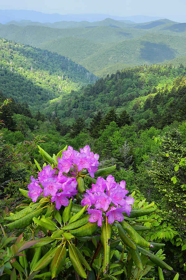 Rhododendron View Photograph by Alan Lenk