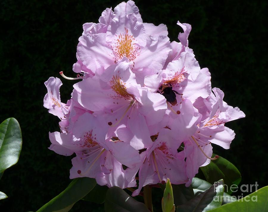 Rhododendron with Bee Pastel by Heather McFarlane-Watson