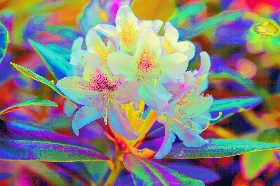 Rhododendron with Personality Photograph by Judy Wright Lott