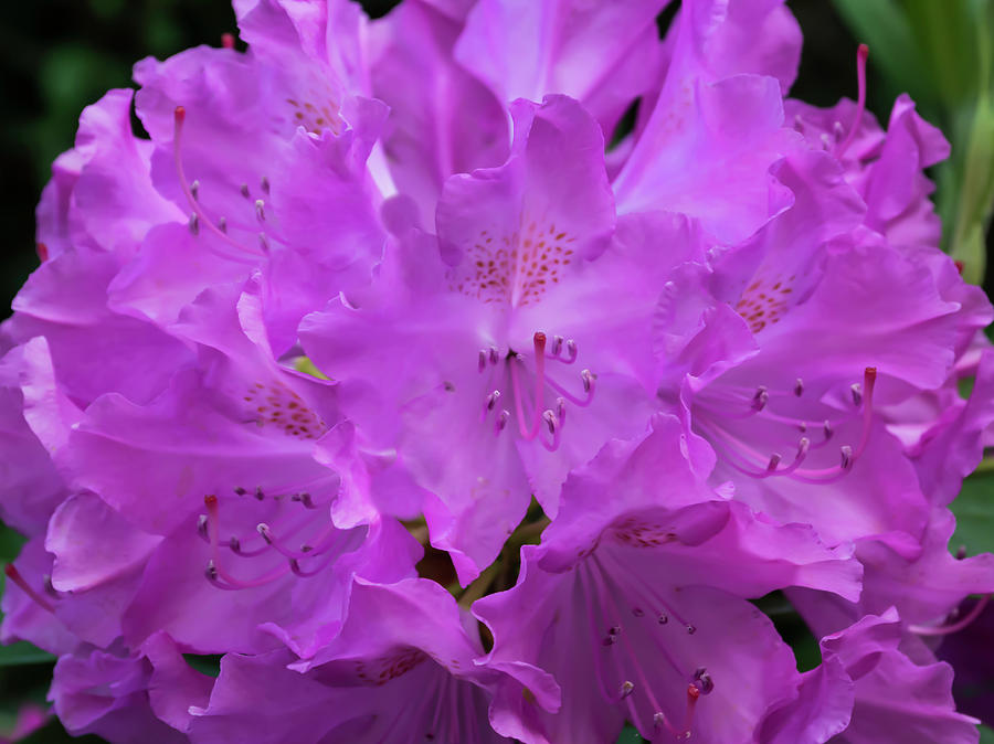 Rhododendron with stamen and stigma Photograph by Kenneth Cole