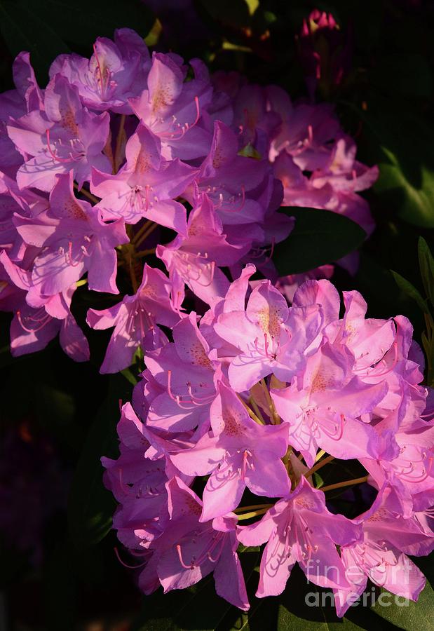 Rhododendron x 2 Photograph by Cindy Manero