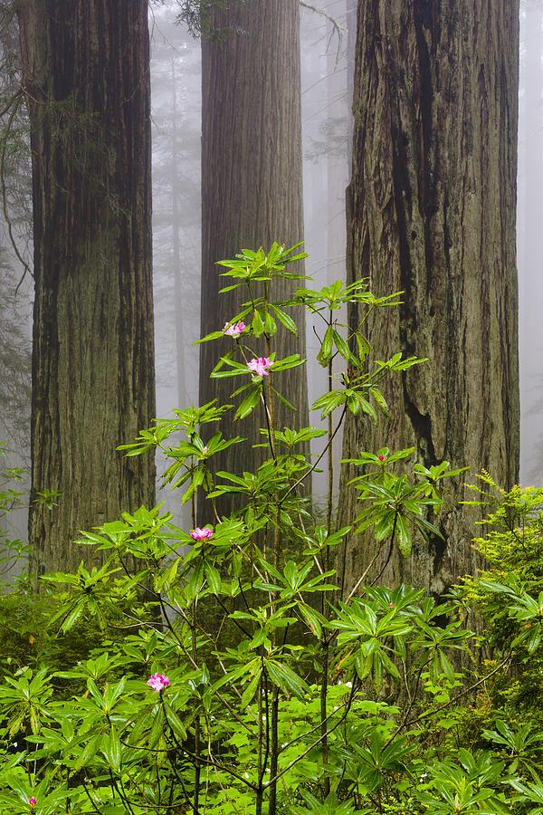 Rhododendrons and Old Growth Redwoods near Damnation Creek Photograph by Joe Doherty