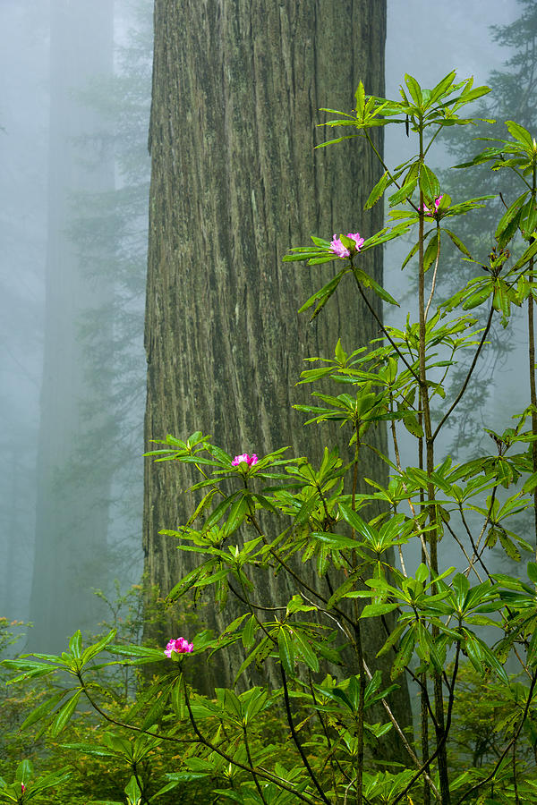 Rhododendrons and Redwoods Photograph by Joe Doherty