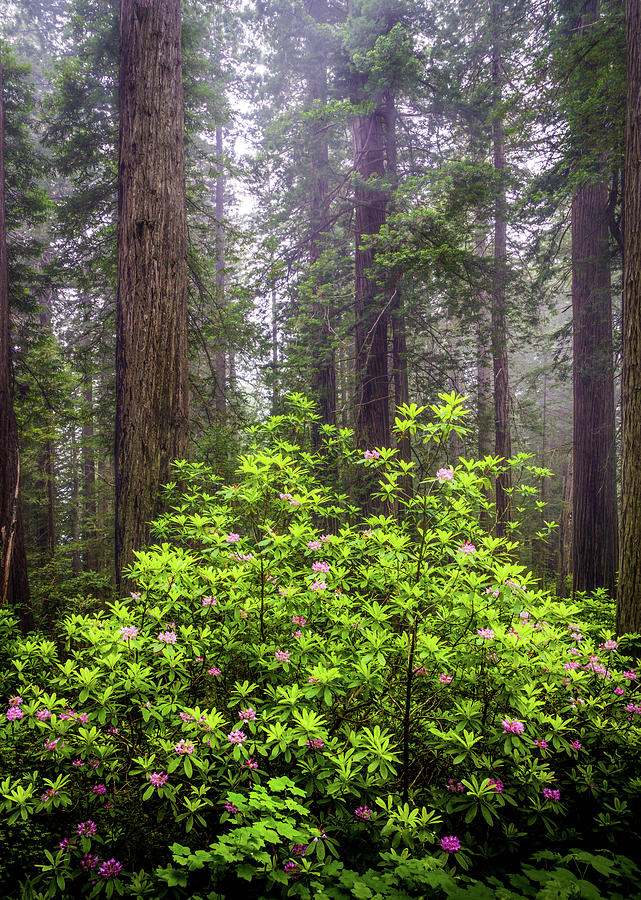 Rhododendrons and Redwoods. Redwood National Park, California ...