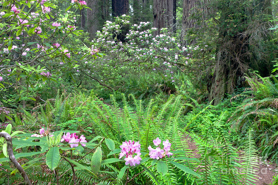 Rhododendrons And Sword Ferns Photograph by Inga Spence
