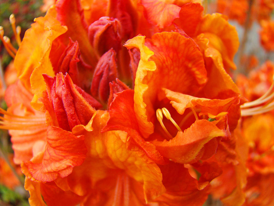 Rhododendrons Art Prints Floral Orange Rhodies Baslee Troutman Photograph