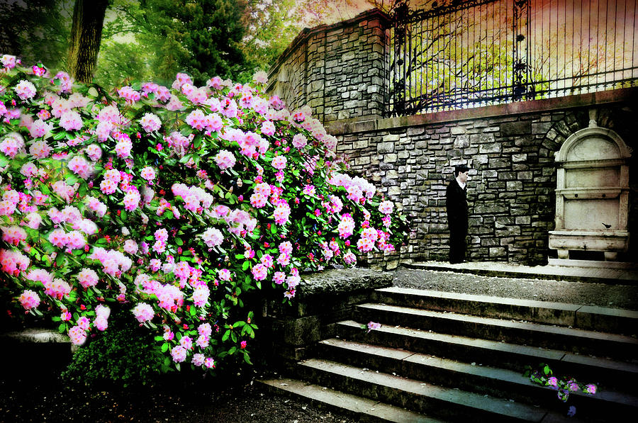 Rhododendrons at Kykuit Photograph by Diana Angstadt