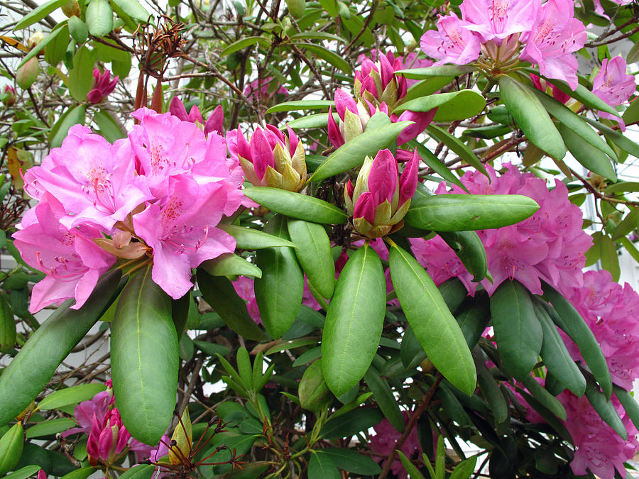 Rhododendrons Blooming Photograph by Barbara McDevitt