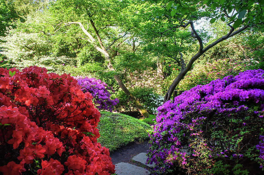 Rhododendrons Blooms in Japanese Garden 10. Prague Photograph by Jenny Rainbow