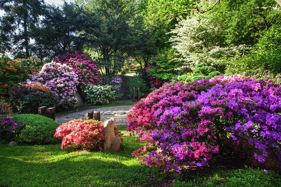 Rhododendrons Blooms in Japanese Garden 12. Prague Photograph by Jenny Rainbow