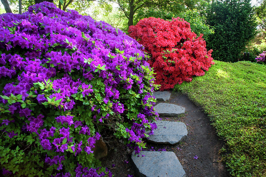 Rhododendrons Blooms in Japanese Garden 14. Prague Photograph by Jenny Rainbow