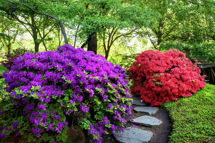 Rhododendrons Blooms in Japanese Garden 15. Prague Photograph by Jenny Rainbow
