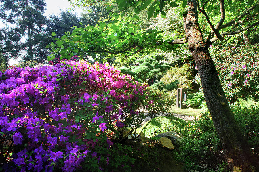 Rhododendrons Blooms in Japanese Garden 16. Prague Photograph by Jenny Rainbow