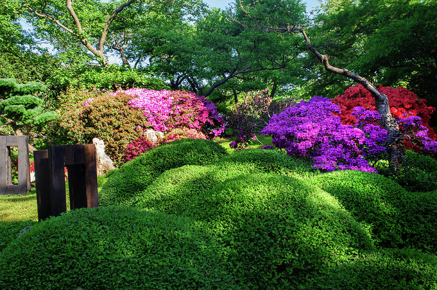 Rhododendrons Blooms in Japanese Garden 18. Prague Photograph by Jenny Rainbow