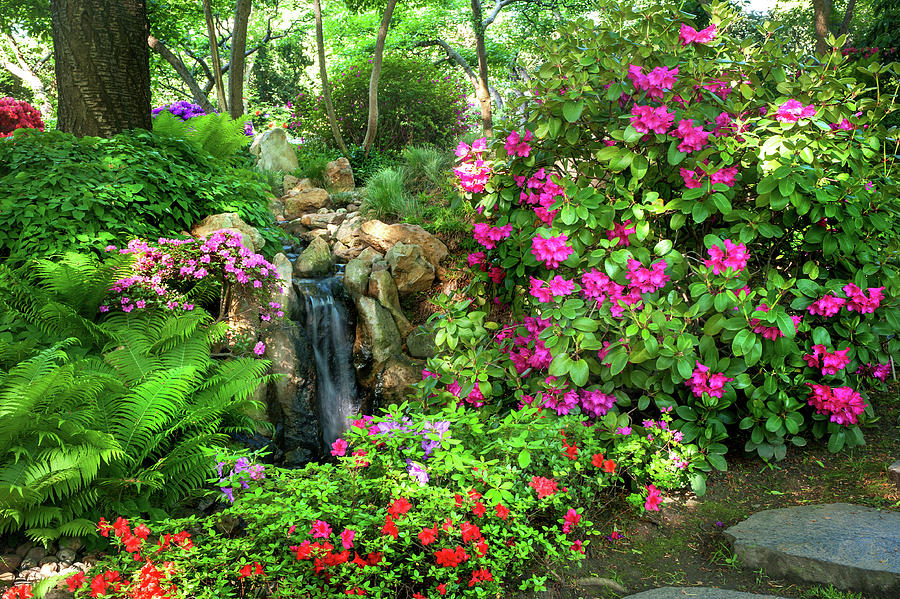 Rhododendrons Blooms in Japanese Garden 2. Prague Photograph by Jenny Rainbow