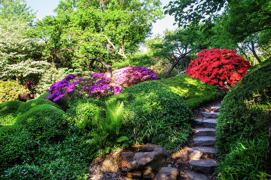 Rhododendrons Blooms in Japanese Garden 5. Prague Photograph by Jenny Rainbow