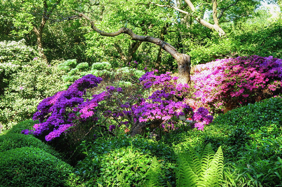 Rhododendrons Blooms in Japanese Garden 6. Prague Photograph by Jenny Rainbow