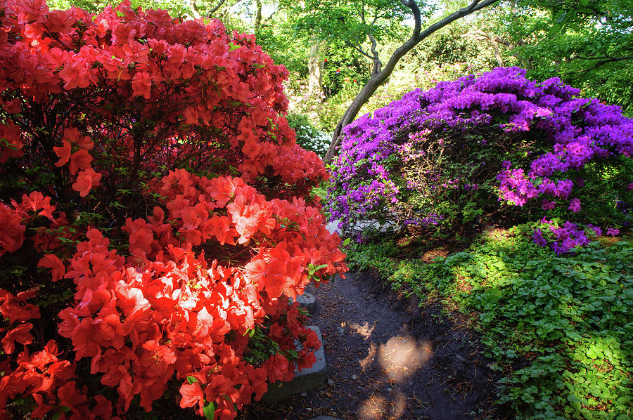 Rhododendrons Blooms in Japanese Garden 8. Prague Photograph by Jenny Rainbow