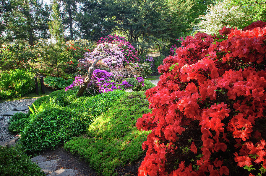 Rhododendrons Blooms in Japanese Garden 9. Prague Photograph by Jenny Rainbow