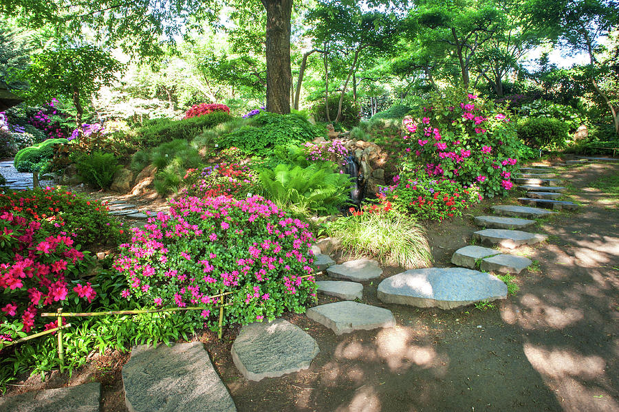 Rhododendrons Blooms in Japanese Garden. Prague Photograph by Jenny Rainbow