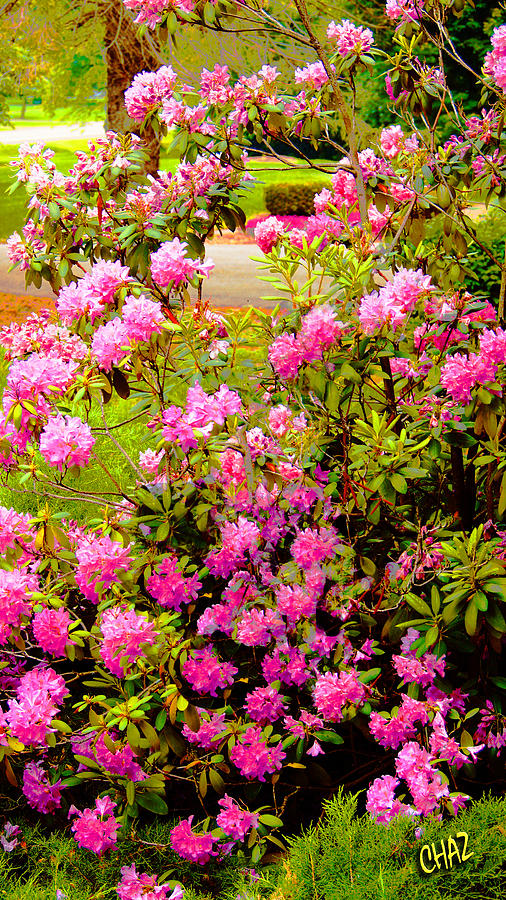 Rhododendrons Photograph by CHAZ Daugherty