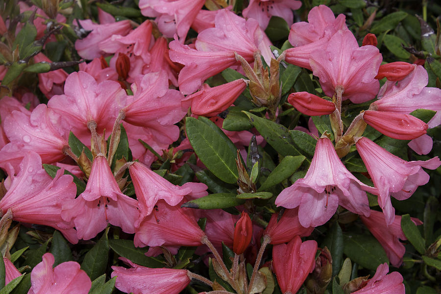 Landscape Photograph - Rhododendrons by Donna L Munro