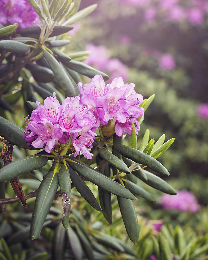 Rhododendrons for Days Photograph by Heather Applegate