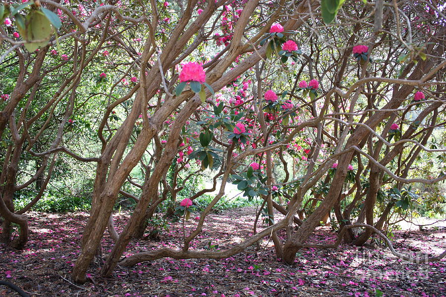 Rhododendrons in Golden Gate Park Photograph by Carol Groenen
