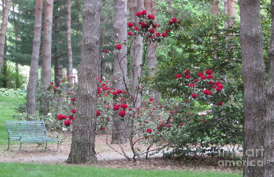 Rhododendrons in Lorain County Photograph by Kathie Chicoine